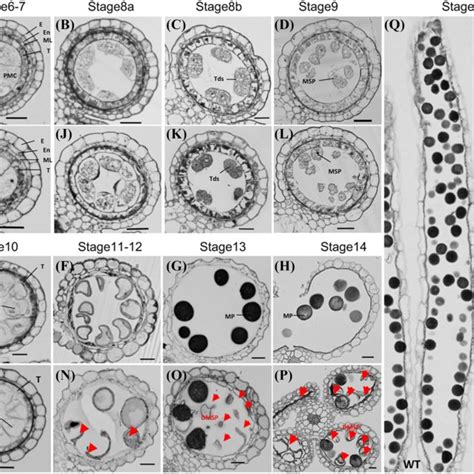 Dapi Staining Of Wild Type Af And Chr721 Gl Pollen Grains Ag