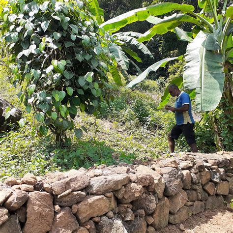 Implementation Of Soil Conservation Methods Using Stones Fences In