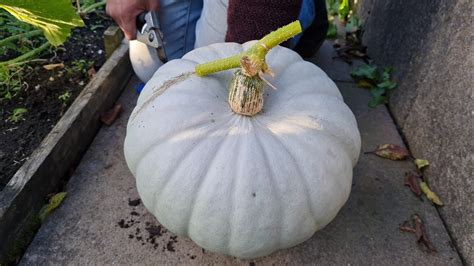 How And When To Harvest Crown Prince Pumpkin Youtube