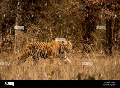 Indian Wild Bengal Male Tiger Walking With Side Profile And Eye Contact