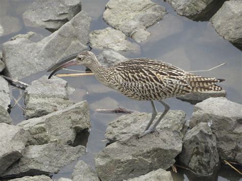 Whimbrel Numenius Phaeopus Picture Taken At Eulsukdo Nat Flickr