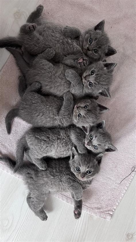 Safkan British Shorthair Yavru Kediler Di I Ve Erkek Petcim