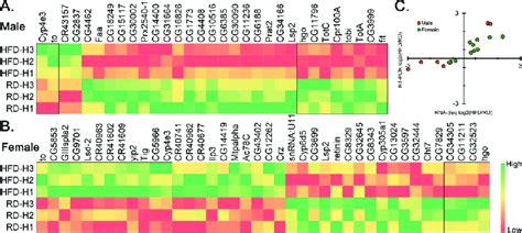 Heat Map Of Differentially Expressed Genes In The Heads Heat Map