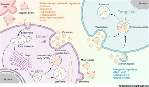 Extracellular Vesicle Mediated Interorgan Communication In Metabolic