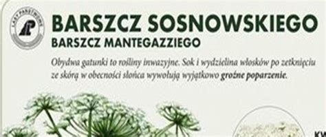 Barszcz Sosnowskiego Powiatowa Stacja Sanitarno Epidemiologiczna W