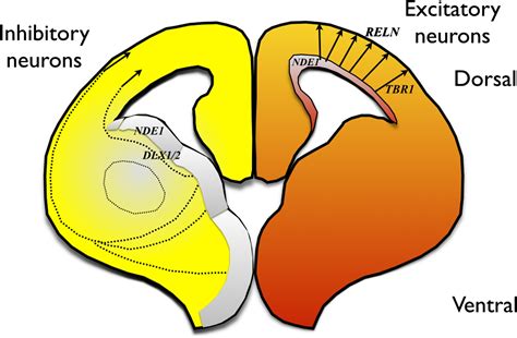 Regulation Of Neuronal Migration An Emerging Topic In Autism Spectrum