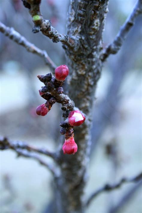 Fotos gratis árbol naturaleza rama nieve invierno baya