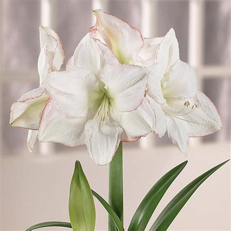 VAN ZYVERDEN Amaryllis Bulbs Picotee Set Of 1 Bulb 21412 The Home Depot