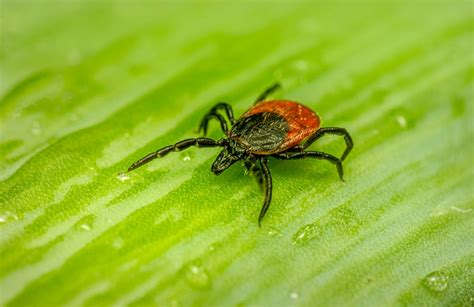 How Serious Is Lyme Disease And What Happens If Lyme Is Left Untreated