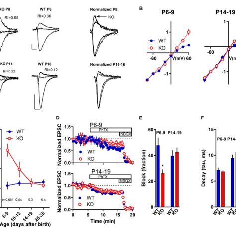 Development Of Dendritic Branching In Fmrp Ko Ca1 Neurons A Download Scientific Diagram