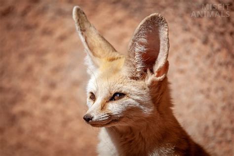 Fennec Fox Facts 10 Facts About Fennec Foxes W Pictures