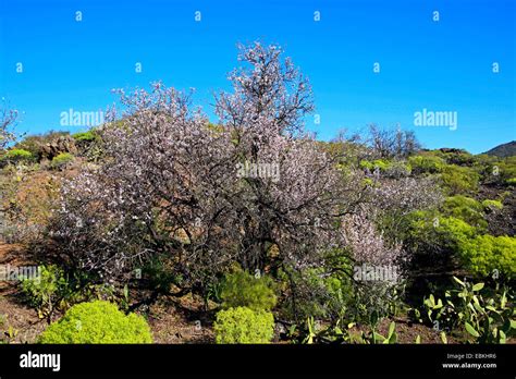 Almond, almond tree (Prunus dulcis, Prunus amygdalus, Amygdalus communis, Amygdalus dulcis ...