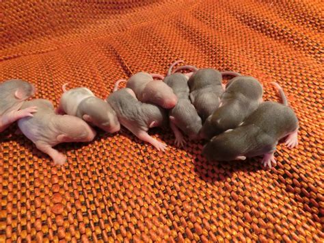 Nau speak: Baby Rat Growth & Development Part 1: the first 10 days