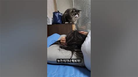 이것이 우리집알람시계다 고양이일상 귀여운고양이 메인쿤 Youtube