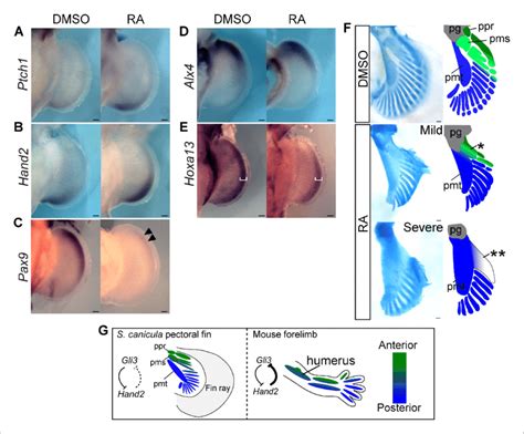 RA Treatment Causes Ectopic Activation Of Shh Signalling And Loss Of