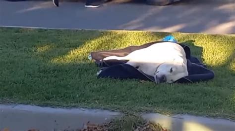 Zapala caminaba con su perro y un vecino se lo mató de un tiro