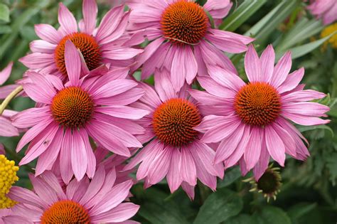 Roter Sonnenhut Echinacea Purpurea