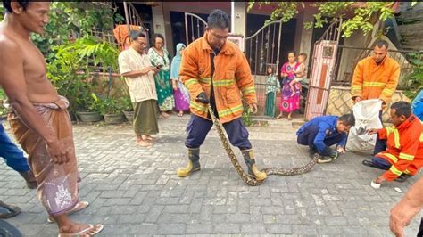 Teriak Histeris Seorang Ibu Di Gresik Dikagetkan Dengan Kemunculan