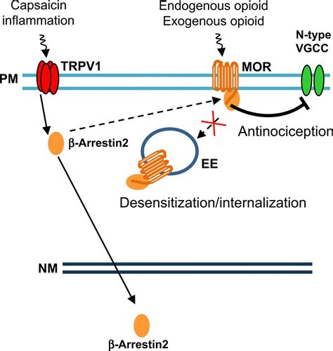 Trpv Promotes Opioid Analgesia During Inflammation Science Signaling