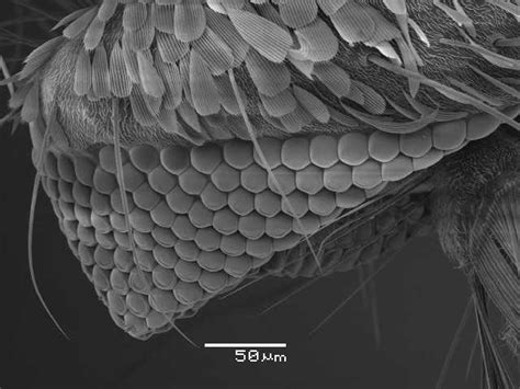 Sem Eds Services Insects Under The Scanning Electron Microscope