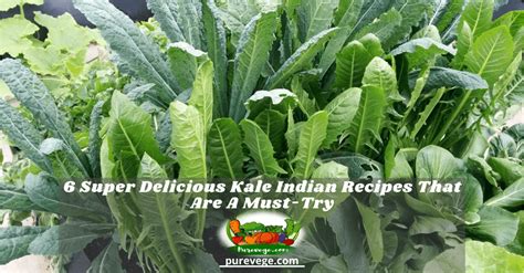 6 Super Delicious Kale Indian Recipes That Are A Must Try