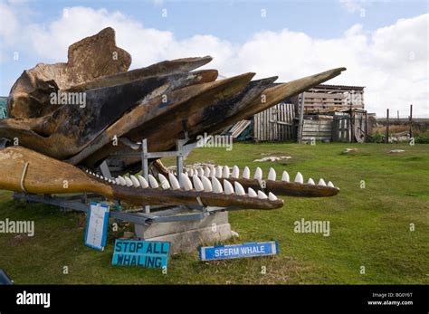 Whale skeleton hi-res stock photography and images - Alamy