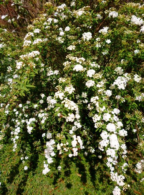 The Flowering Bridal Wreath Or Spirea Bush In Garden Landscaping HubPages