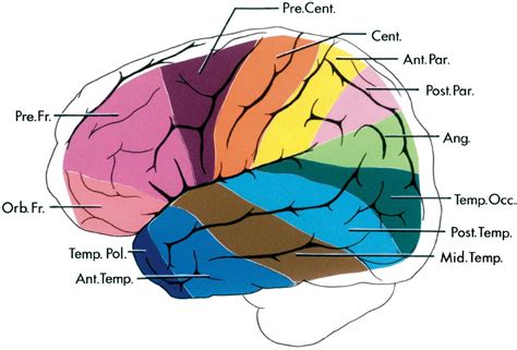 Classification Of The Cortical Areas Neuroanatomy The Neurosurgical