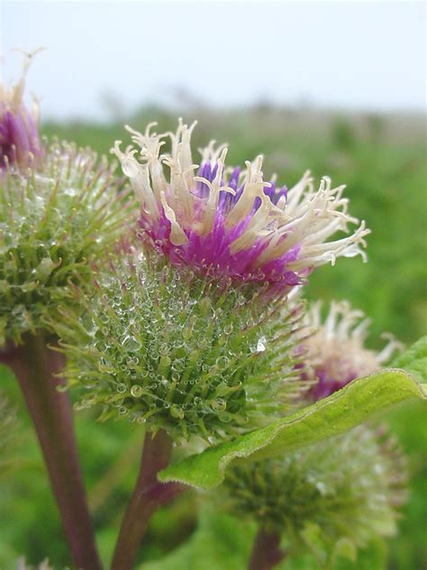 Arctium Minus