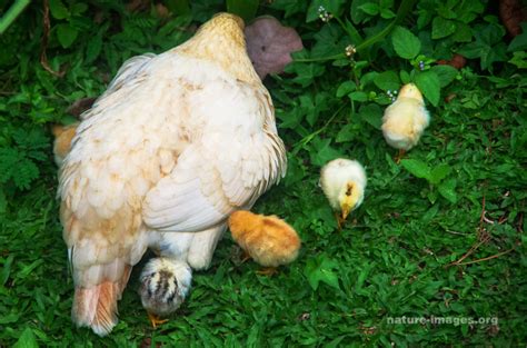 Hen with chicks – Nature-images.org