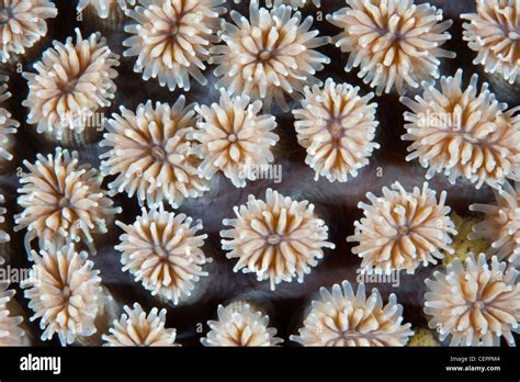 Polyps Of Hard Coral Colony Galaxea Fascicularis Lembeh Strait