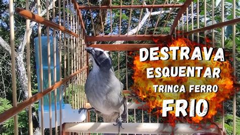 ESQUENTAR TRINCA FERRO FRIO TRINCA FERRO NO MATO LEVANTE SEU TRINCA