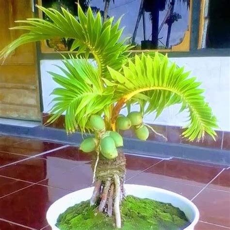 Cara Bikin Bonsai Kelapa Panduan Lengkap Untuk Menciptakan Karya Seni