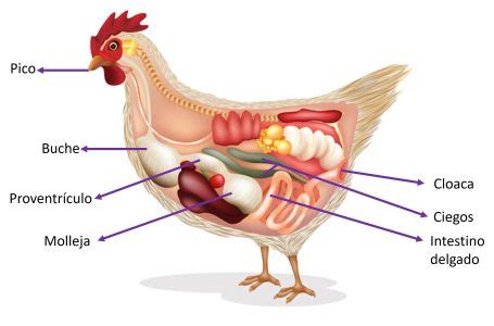 Conoce El Sistema Digestivo De Las Aves Y Su Importancia En La