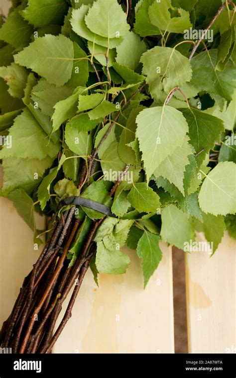 Traditional Finnish Birch Tree Sauna Whisk Also Known As Vihta On Vasta