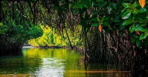 Explore the picturesque Pichavaram Mangrove Forest | Travel | Near ...