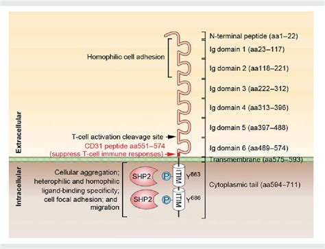 Figure From Cd Beyond A Marker For Endothelial Cells Semantic