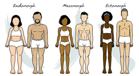 Biotipo Corporal O Que Tipos E Como Identificar Teste