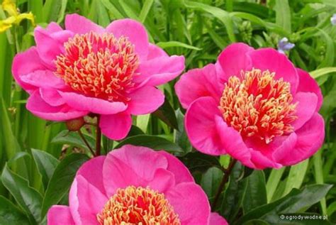 Paeonia Lactiflora Neon Piwonia Chi Ska Sadzawka Pl