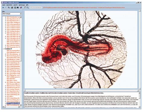 Fortpflanzung Und Sexualkunde 5508717 • Biologie Digitale Arbeitsmaterialien Menschenkunde