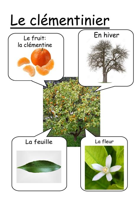 Cl Mentinier Fiche Identification Des Arbres