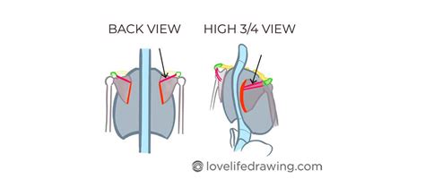 How To Draw Shoulders In Three Easy Steps Love Life Drawing