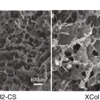 Scaffold Microstructure Sem Micrograph Showing Porous Structure Of