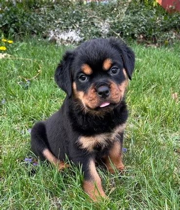 Top 11 Rottweiler Breeders in the USA
