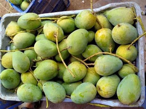 Himsagar Mango Fruit