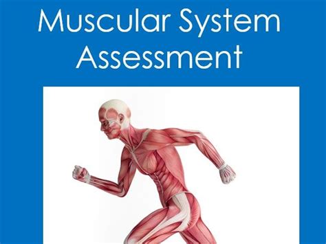 Muscular System Assessment Anatomy And Physiology Biology Quiz