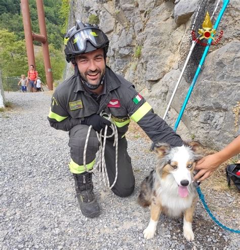 Cane Cade In Un Dirupo A Vagli Salvato Dai Vigili Del Fuoco