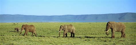 Elephants Ngorongoro Crater Tanzania Photograph by Animal Images - Pixels