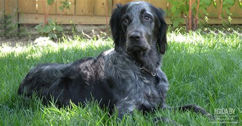 Голубой пикардийский эпаньоль (Blue Picardy Spaniel) (Породы собак ...