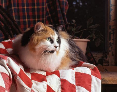 Calico Cat Names Best Choices Blog Of Tom